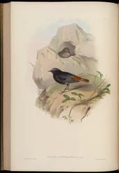 Black Redstart